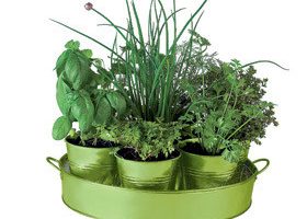Vite, un potager sans m'fatiguer !