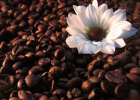 Le chocolat dans tous ses états !