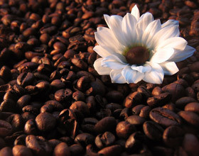 decoration-chocolat