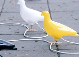 Des pigeons pour éclairer mon nid douillet - %%sitename%%