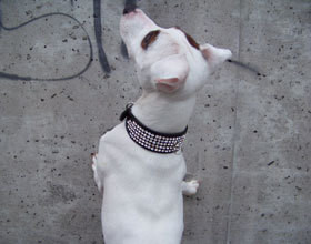 lapetavenue-mode-pour-chien