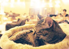 Le premier bar à chat de France ouvre ses portes ! - %%sitename%%