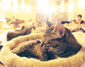 le-cafe-des-chats