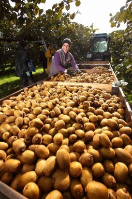 Récolte kiwis
