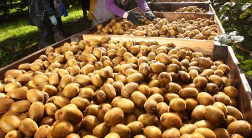 Des kiwis made in france - %%sitename%%