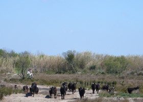 Échappée sauvage en Camargue Echapée sauvage en Camargue - %%sitename%%