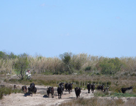 sejour-camargue