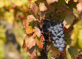 Vendanges en Alsace... - %%sitename%%