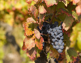 vendanges-en-Alsace