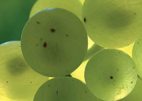 Vendanges en Provence... - %%sitename%%