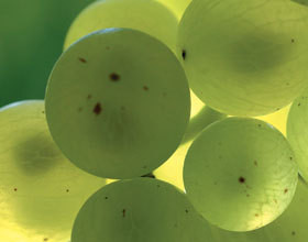 vendanges-en-Provence