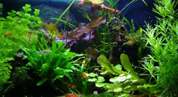 Un aquarium à la maison, pourquoi pas ? - %%sitename%%