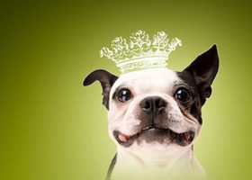 Yummypets : le réseau social 100% animal ! - %%sitename%%