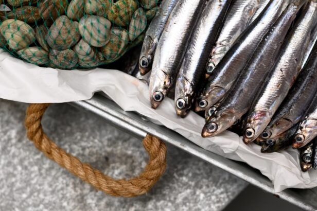 L’anchois, un petit poisson aux grands bienfaits