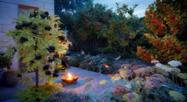 Voici les 3 plantes à installer en octobre pour rallumer vos soirées au jardin : sureau noir, achillée et arbustes à baies