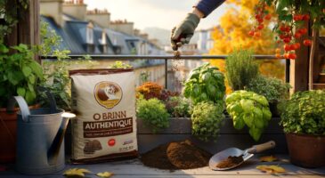Ce fertilisant botanic à 11,99 euros en novembre 2025 a relancé mon balcon et mon potager, même sans main verte