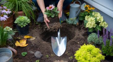 Ce mois de novembre 2025, ces vivaces faciles à planter maintenant promettent un jardin métamorphosé au printemps, presque sans entretien