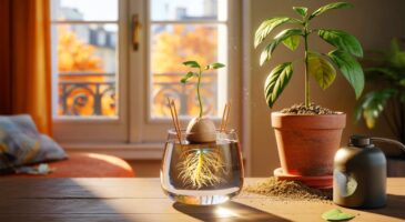 Voici ce que révèle un simple noyau d'avocat en novembre 2025, et comment il peut transformer votre intérieur sans effort