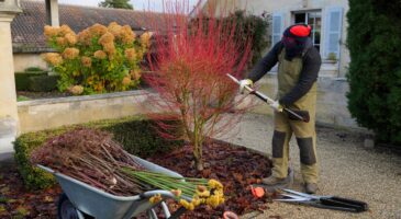 Voici les arbustes que les paysagistes taillent en novembre 2025 en France, et pourquoi ils ne touchent jamais aux autres avant ni après