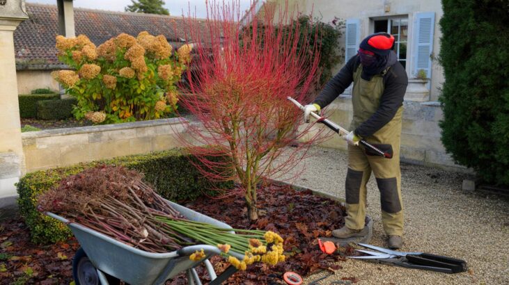 Voici les arbustes que les paysagistes taillent en novembre 2025 en France, et pourquoi ils ne touchent jamais aux autres avant ni après