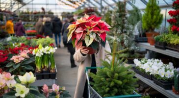 Voici pourquoi ces plantes de Noël s'arrachent dès décembre 2025 en France, et comment sécuriser les plus beaux spécimens