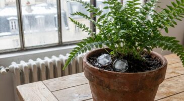 Arrosage des plantes d’intérieur en hiver : ce geste avec un produit du congélateur va tout changer sans les abîmer