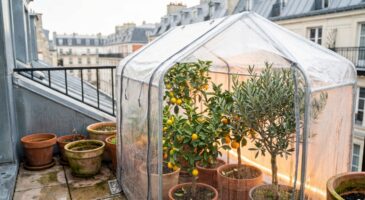 Balcon : ce petit abri à moins de 30 € s'installe en 5 min chez Leclerc et sauve vos plantes du gel cet hiver