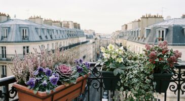 Balcon : ces plantes et gestes simples gardent vos jardinières d’hiver superbes quand celles des voisins gèlent