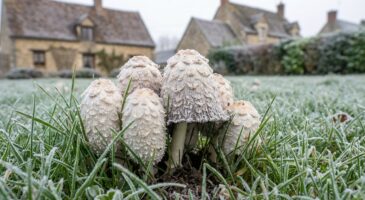 Ce champignon blanc qui apparaît dans votre jardin en décembre, ne l'arrachez plus : il change tout pour votre sol