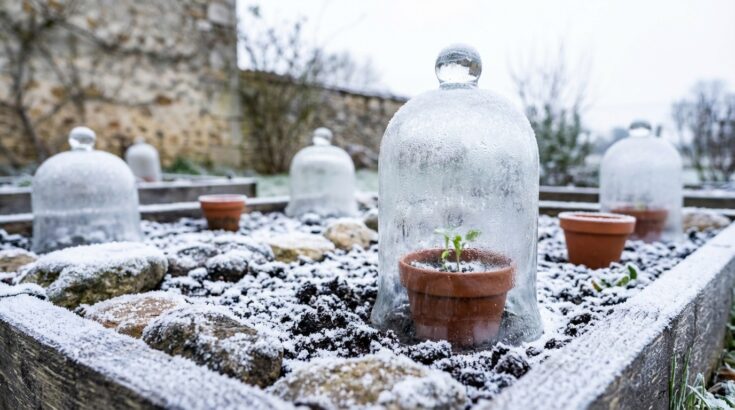 Ce geste avec un objet du quotidien que les jardiniers nordiques font en plein hiver pour des boutures impeccables