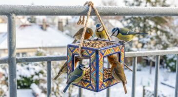 Cet objet en céramique à 3,29 € chez action affole les amoureux d’oiseaux : pourquoi ils se ruent dessus
