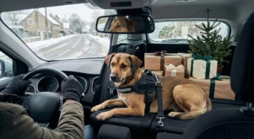 Chien à l’arrière en voiture : cette fausse bonne idée met votre animal en danger et peut vous coûter très cher
