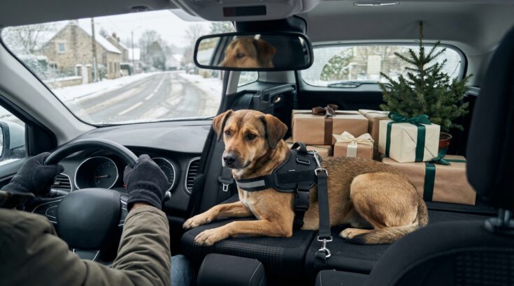 Chien à l’arrière en voiture : cette fausse bonne idée met votre animal en danger et peut vous coûter très cher