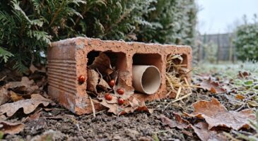 Coccinelles : ce bricolage tout bête que vous faites en 2 minutes peut éviter qu’elles ne disparaissent