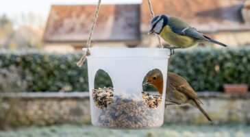 Jardin : ce petit pot en plastique bat vos mangeoires du commerce en hiver, et vous devriez l’adopter vite