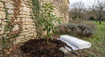 Jardin : plantez dès décembre ce fruitier exotique qui aime nos hivers doux, vous regretterez d’attendre