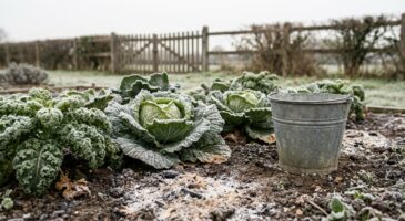 Potager gelé : ne jetez plus cette poudre de cheminée, une simple poignée peut sauver vos légumes cet hiver