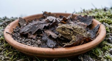 Sans cette astuce toute simple dans votre jardin, grenouilles et crapauds ne passeront pas l'hiver