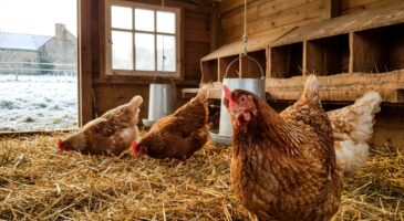 Vos poules ne pondent plus ? ce changement discret au poulailler évite la pénurie d'œufs tout l'hiver