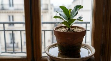 Arroser un peu vos plantes l’hiver : cette habitude rassurante qui détruit en silence vos racines sans prévenir