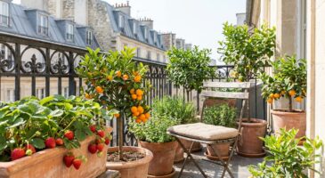 Balcon ou petit jardin : ces fruitiers en pot remboursent leur prix dès la 1ère année, vous allez vous en vouloir
