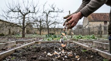 Ces restes du réveillon à garder absolument : au potager ils transforment votre sol et dopent vos récoltes