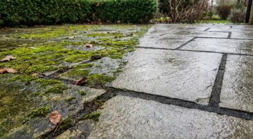 Cette mousse qui envahit votre terrasse en 48h : les gestes qui l’arrêtent net (et ceux que vous faites sûrement)