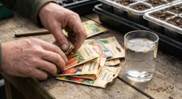 Graines de l'an passé : ce test express avec un simple verre révèle en 3 minutes celles à jeter avant semis