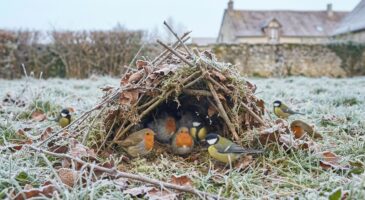 Hiver : si vous avez une mangeoire, ce mini-refuge oublié est vital pour vos oiseaux épuisés par le froid