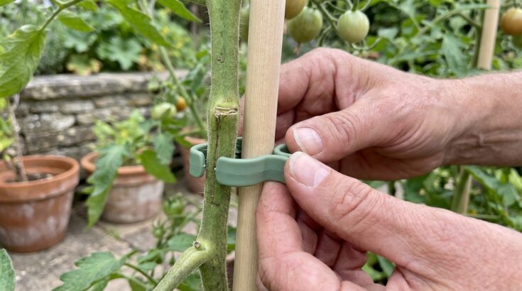 Jardin : cette erreur de tuteur que font tous les jardiniers étrangle vos plantes et ruine toute la saison
