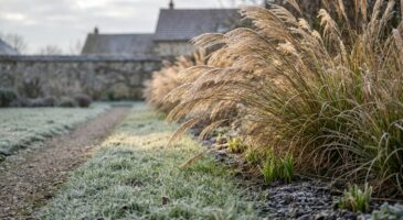 Jardin : plantez dès maintenant ces plantes de bordure (et surtout pas en fin d'hiver) pour un printemps bluffant