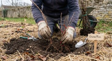 Plantez ces 3 arbustes à petits fruits en ce moment : sinon vous passerez à côté de récoltes bien avant l'été