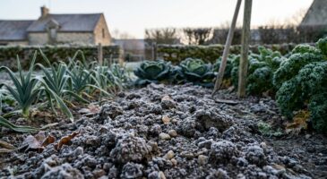 Potager : arrêtez de retourner la terre en janvier, ce phénomène hivernal méconnu travaille mieux que votre bêche