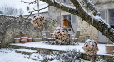 Restes de fêtes : cette astuce anti-gaspi les transforme en réserve de survie pour les oiseaux du jardin cet hiver